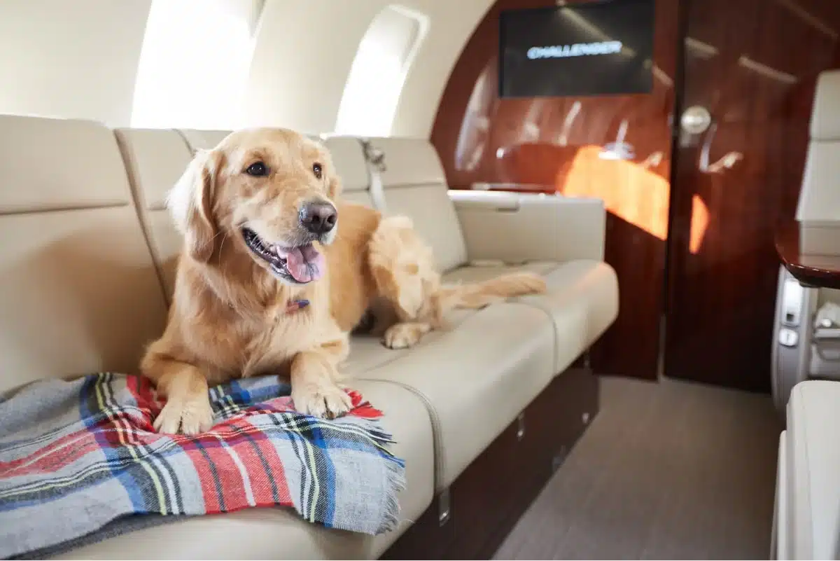 Chien à bord d’un jet privé